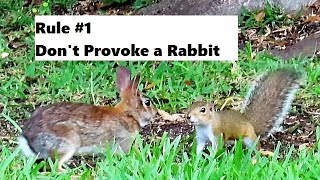 Rabbit Drop Kicks Squirrel