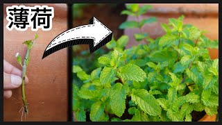 怎麼種薄荷  How to grow Mint from cuttings