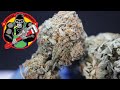 Grease Monkey Strain Review