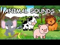 Animal Sounds Song: Learn Animal Sounds for Kids | Nursery Rhymes for Toddlers