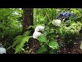 【雨の音】傘にあたる雨と紫陽花　紫陽花が雨に映える　ヒーリング、瞑想、癒やし、作業用bgm、睡眠用bgmとしてもどうぞ【asmr】hydrangea japan in rain relaxing