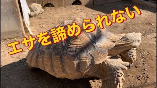 エサをあげない日　年中野外飼育ケヅメリクガメ