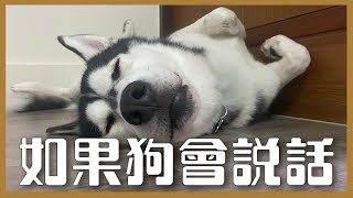 【毛孩日常】如果狗會說話....? 幫哈士奇配音狗的一天！｜❤️彥婷 Feat .葉益豪