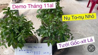 Demo phân cử tháng 11al,, chăm sóc mai vàng trồng chậu