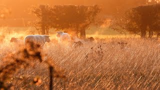 Goldcliff birding #210   4K