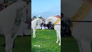 شاهد اجمل الخيول  العربيه في العالم 😱🐎Watch the most beautiful Arab horses in the world🐴🐴