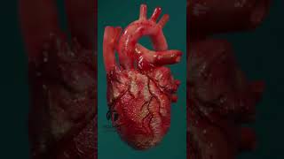 3d animation of a human heart beating