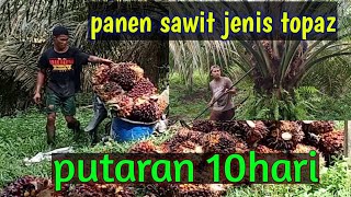 panen sawit jenis topaz