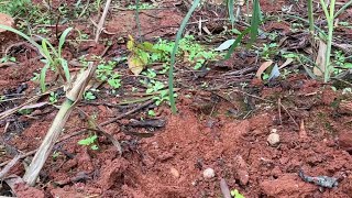 农村无人居住的百年老宅，小伙路过听见响动，冒险进去却虚惊一场 农村无人居住的百年老宅，小伙路过听见响动，冒险进去却虚惊一场