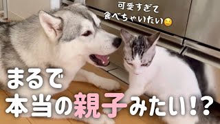 【ハスキーに育てられた子猫】子猫のことを食べちゃいたいくらい大好きなハスキー姉妹