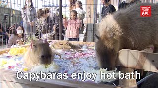 Capybaras enjoy hot bath at Nagano zoo