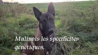 Malinois les spécificités génétiques.