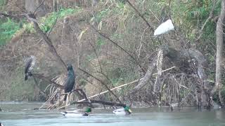 S0095　Confluence of Nanase River and Oita River　Rainy Day　Black-Faced Spoonbill