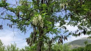 Robinia pseudo-acacia - Beyaz Çiçekli Yalancı Akasya, Cumhuriyet Akasyası