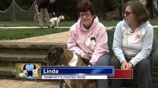 6abc Shelter Me: Adopt a Boxer Rescue