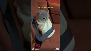 拼車拼到一只小貓咪#cat #funny#貓咪