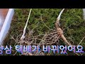 산양삼 3군데 택배 주문이 있네요.