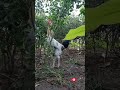 Beautiful Rooster HD Rooster Vlog