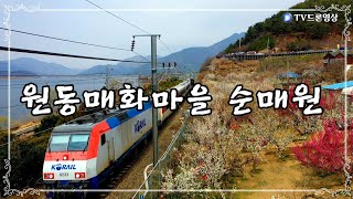 [EP.328] 양산원동매화마을순매원/드론영상/인기동영상/Korea 🇰🇷