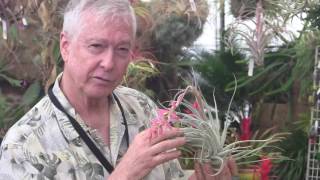 Tillandsia In Bloom - Tilly Talks with Paul Isley - Rainforest Flora Inc.