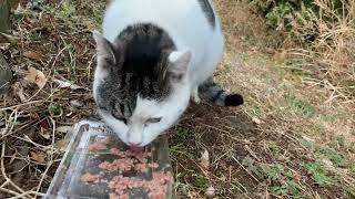 野良猫動画  一匹だけいたボス猫の白キジが警戒しながら餌を食べる