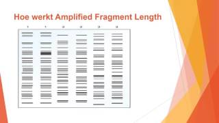 Amplified Fragment Length Polymorphism AFLP