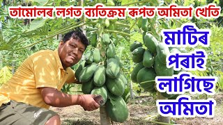 Amazing Papaya Farming। মাটিৰ পৰা অমিতা লাগিছে কৃষকৰ পথাৰত। Totally Papaya Farming। Agriculture news