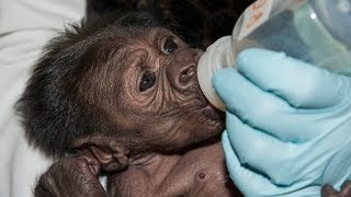 Baby Gorilla Bottle Feeding at the San Diego Zoo Safari Park