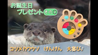 コツメカワウソ「げんげん」に”おもちゃ”をプレゼント！その②