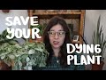 How to Save a Dying Plant! | last ditch effort houseplant care