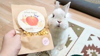 おやつに突進！全力ダッシュ！おねだりうさぎが天使すぎる！Rush to the snack! The begging rabbit is too angelic!【No.178】