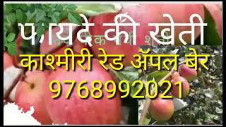 कश्मीरी बोराची लागवड एक फायद्याची शेती / kashmiri red apple bor #youtube