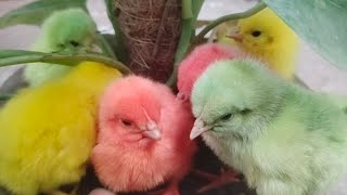 Small colorful chicken chick chirping | Hen baby | Cute happy chick | Free chicks sound