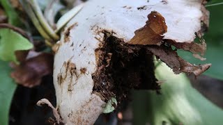 Platycerium is full of ants. diversifolium fell from the tree, and there is an ant nest inside