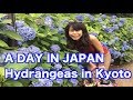 A DAY IN JAPAN! - あじさい 三室戸寺 - Hydrangeas in Kyoto