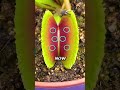 worlds fastest fly vs venus flytrap