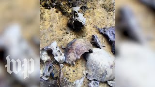 Skeletal remains discovered in D.C. basement