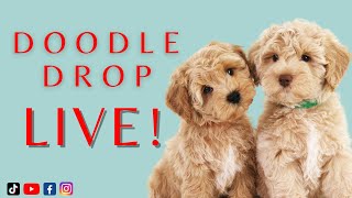 Doodle Drop LIVE | Raylee Litter!