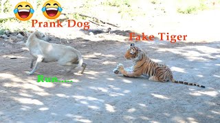 Funny Fake Tiger Prank Dog 2020 | Tiger vs Dog | Best video funny animal 2020
