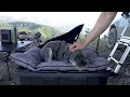 thule foothill roof top tent camping overlooking mt. rainier subaru outback wilderness overlanding