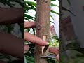 MANGO GRAFTING TECHNIQUE | HOW TO CARE FOR YOUR GRAFTED FRUIT TREES