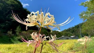 2019/09/17　白い彼岸花が咲く日浦地区　～愛媛県松山市～