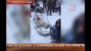 Браконьеры подстрелили волков