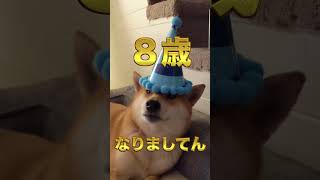 誕生日を節分に持っていかれた柴犬から一言あるようです。