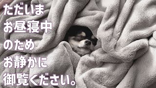 毛布にくるまってお昼寝する犬。