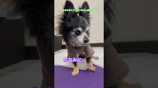 元気いっぱいシニア犬#チワワ #老犬 #short