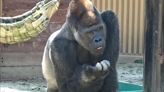 (2019/8)モモタロウ家の週末 45⭐️ゴリラ【京都市動物園】Gorilla / weekend momotaro  family 45