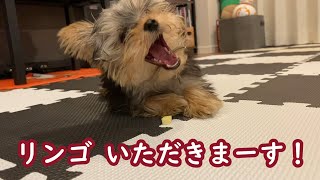 【ヨーキー】人生初の果物を食す子犬　一気に食べて…あれ??【#007】