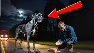 Od potwora do bohatera: Giant DOG, ranny i porzucony udowodnił, że każdy zasługuje na drugą szansę!