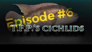 T.F.P.’s Cichlids Episode 6 - The Rise of T.F.P.’s Iguana 🦎The Emerald Gem” Part 2